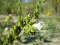 Phacelia viscida albiflora