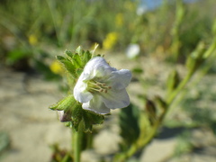 Phacelia viscida albiflora