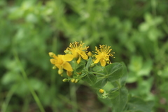 Hypericum scouleri
