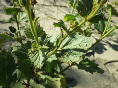 Phacelia viscida albiflora