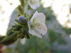 Phacelia viscida albiflora