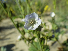 Phacelia viscida albiflora