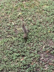 Sciurus niger