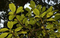 Ficus callosa