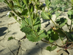 Phacelia viscida albiflora