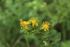 Hypericum scouleri