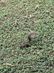 Sciurus niger