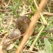 Harrington's Scrub Rat - Photo (c) markus lilje, some rights reserved (CC BY-NC-ND), uploaded by markus lilje