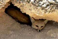 Vulpes chama