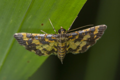 Eurrhyparodes tricoloralis