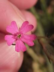 Silene muscipula