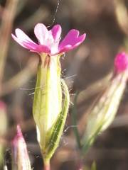 Silene muscipula