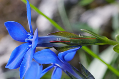 Gentiana bavarica