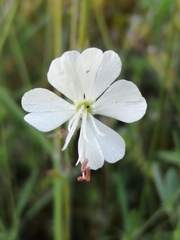 Silene mellifera