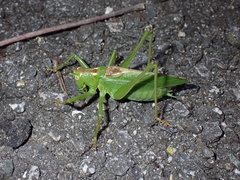 Tettigonia orientalis