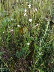 Silene mellifera