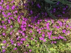 Spergularia purpurea