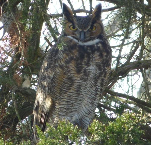 Great Horned Owl photographed in Ohio