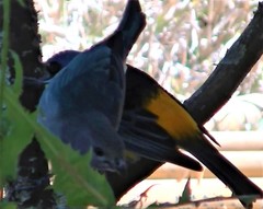 Rauenia bonariensis