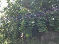 Aesculus hippocastanum