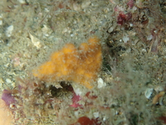 Stelligera montagui