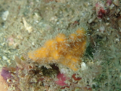 Stelligera montagui
