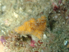Stelligera montagui