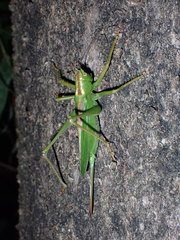 Tettigonia orientalis