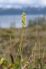 Pseudorchis straminea