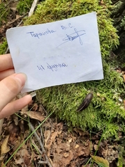 Limax cinereoniger