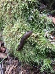 Limax cinereoniger
