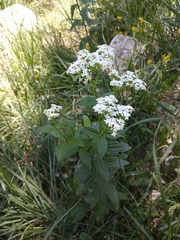 Galium valantioides