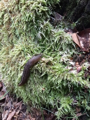 Limax cinereoniger