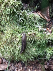 Limax cinereoniger