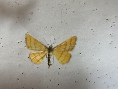 Idaea aureolaria