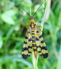 Panorpa meridionalis