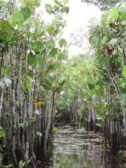 Montrichardia linifera