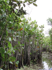 Montrichardia linifera