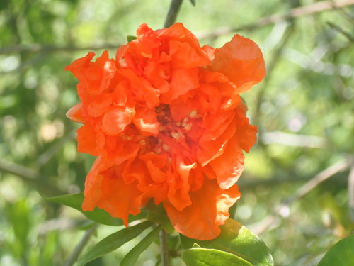 Mogranj (Punica granatum)