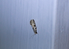 Nemapogon auropulvella