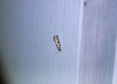 Nemapogon auropulvella