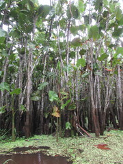 Montrichardia linifera