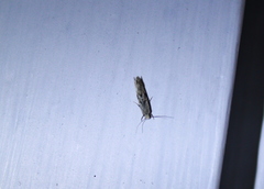 Nemapogon auropulvella