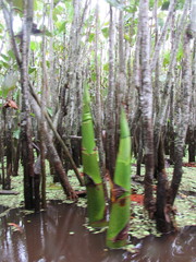 Montrichardia linifera