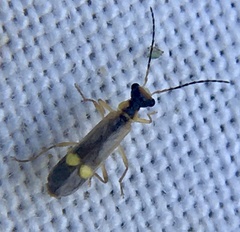 Malthinus seriepunctatus