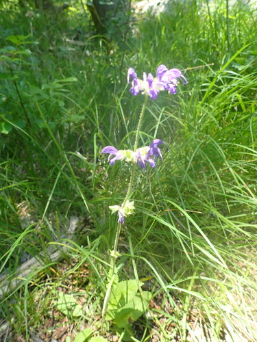 šalvia lúčna (Salvia pratensis)
