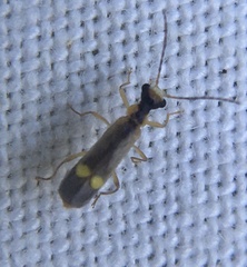 Malthinus seriepunctatus