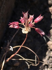 Allium unifolium