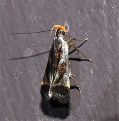 Dichomeris ochripalpella