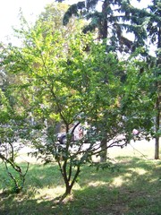 Hibiscus syriacus